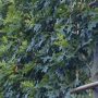 Lei moeraseik (Quercus palustris)